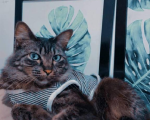 gato